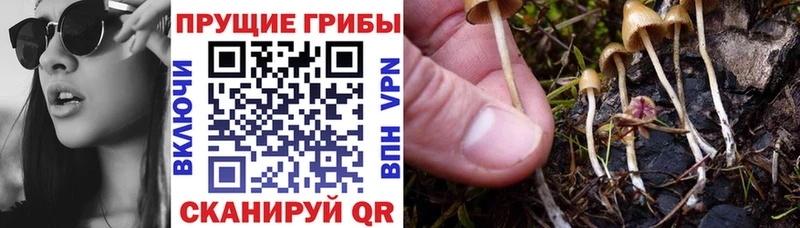 Псилоцибиновые грибы Psilocybine cubensis  Серафимович 